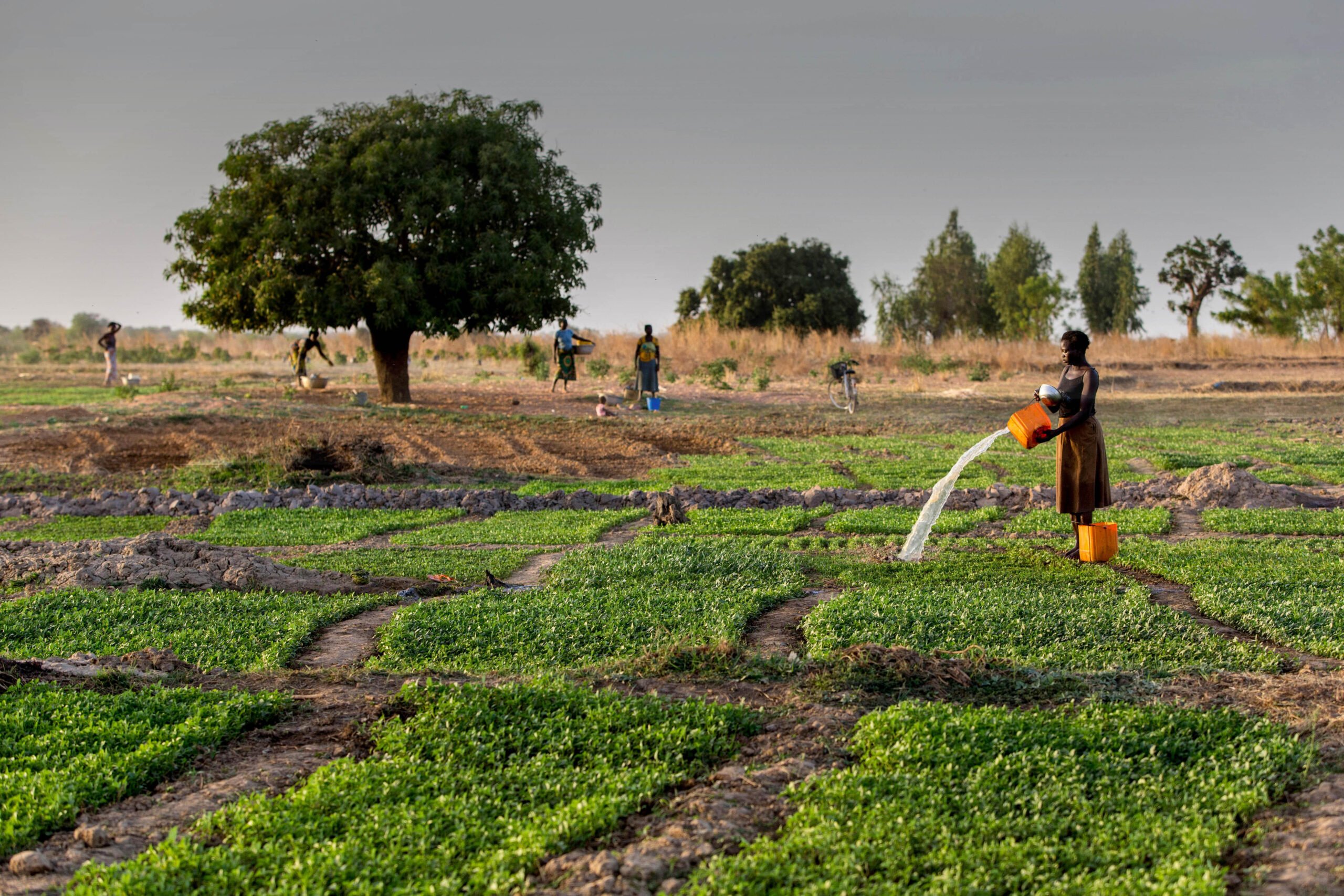 Togolese woman watering a field in Karsome, Togo.